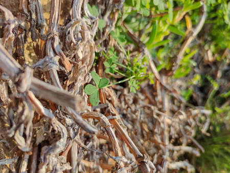 a bunch of plant branchesの写真素材