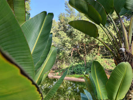 Green plants beside the river and animalsの写真素材
