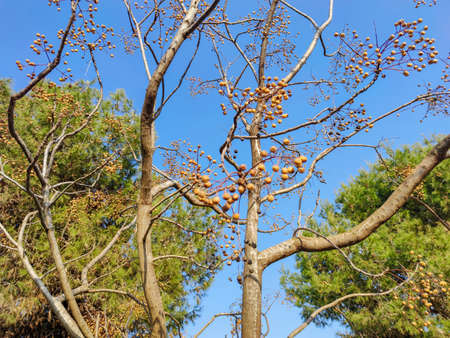 beautiful trees in the forestの写真素材