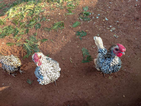 australian chicken bautifulの写真素材
