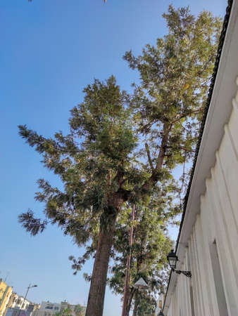 a big tree inside a fenceの写真素材