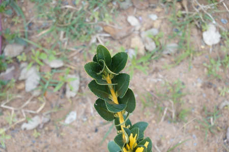 A yellow plant with green lot of leavesの写真素材