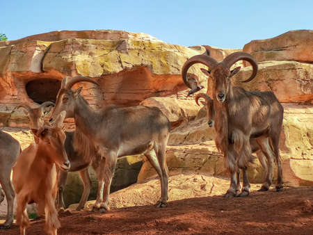 a beautiful group of goats. High quality photoの写真素材