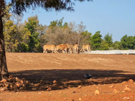 a group gazelles eating together. High quality photoの写真素材