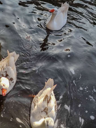 a group of white swans in a pondの写真素材