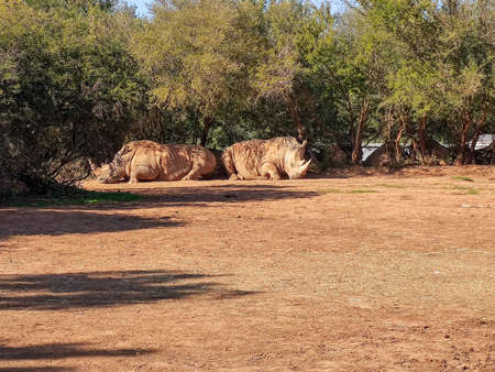Two beautiful rhinos sitting. High quality photoの写真素材