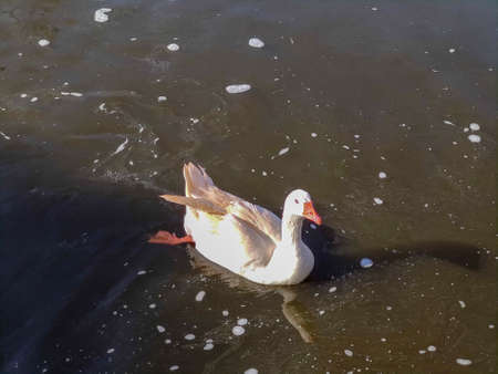 a white swan in a pond. High quality photoの写真素材