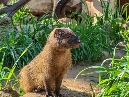 A cute mangoose looks surprised. High quality photoの写真素材