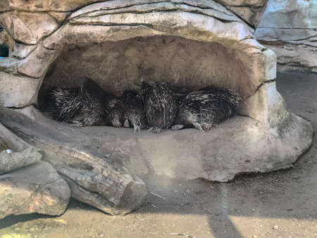 A group of pocupines sleeping. High quality photoの写真素材