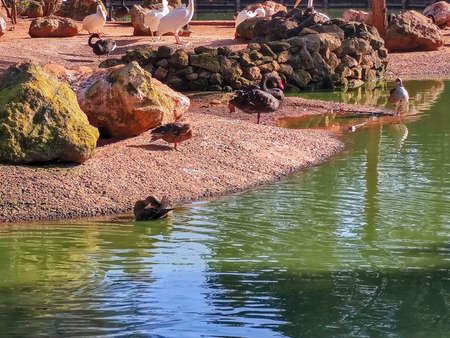 a group of birds near the riverの写真素材