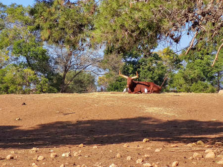 the bull sits next to birds. High quality photoの写真素材