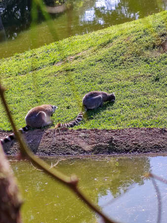 A couple of lemurs eating grass. High quality photoの写真素材
