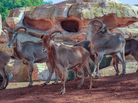 a beautiful group of goats. High quality photoの写真素材