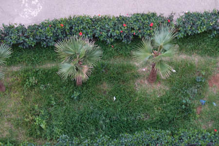 two beautiful green trees in the grassの写真素材