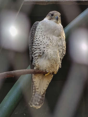 a beautiful bird sitting alone. High quality photoの写真素材