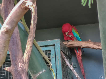 a beautiful bird sitting alone in a cageの写真素材