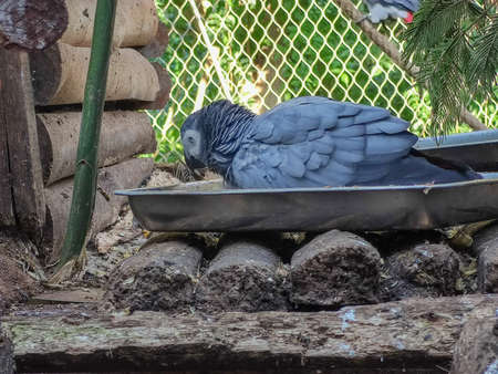 a grey bird sitting in its cageの写真素材