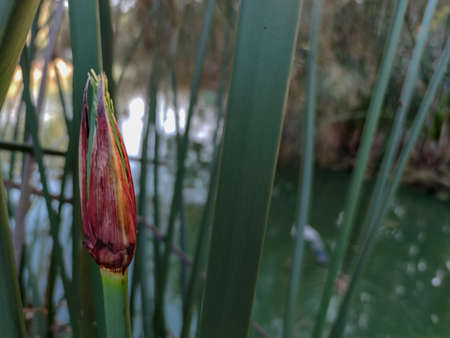 Green plants beside the riverの写真素材
