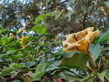 yellow flowers so beautiful in the forestの写真素材