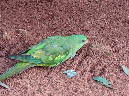 wonderful bird sitting in a cage. High quality photoの写真素材
