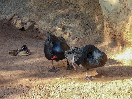 a group of black swans. High quality photoの写真素材
