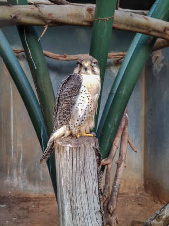 a beautiful bird sitting alone. High quality photoの写真素材