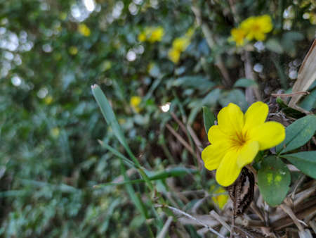 yellow flowers so beautiful in the forestの写真素材