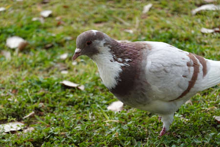 pigon bird in green grass. High quality Photoの写真素材