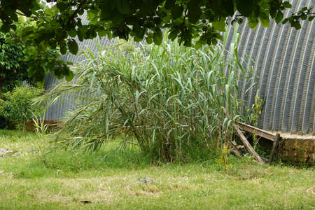 a beautiful green plant . High quality Photoの写真素材