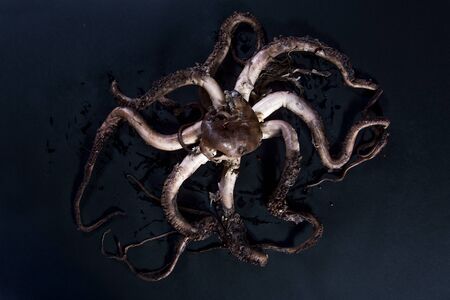 An octopus dish, with blue tones
