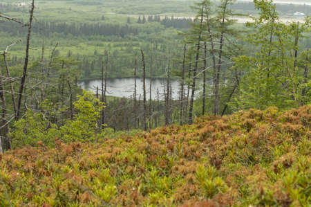 Juniper cover is in forest with little lakeの写真素材