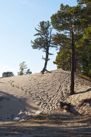 Pines on sandの写真素材