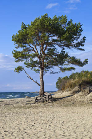Tree on Baikal beachの写真素材