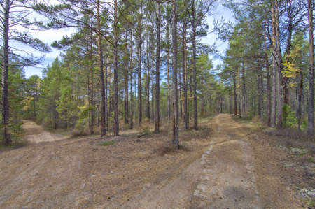 Crossroad in forestの写真素材