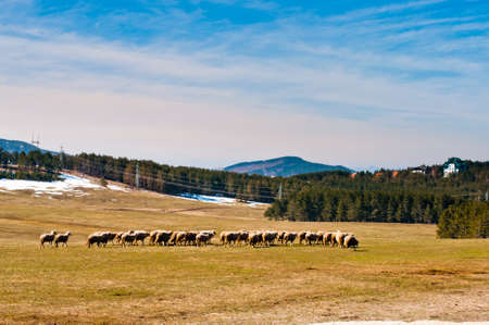 Zlatibor meadows with sheeps. Spring in Serbia.の写真素材