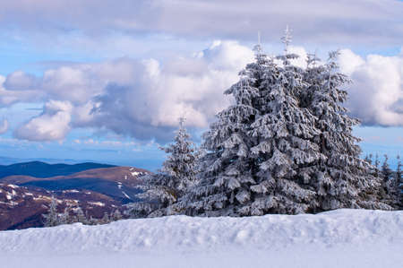 Snow Spruce in Kopaonik, serbian ski resort