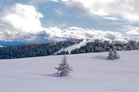 Snow Spruce in Kopaonik, serbian ski resortの写真素材