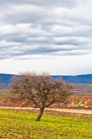 Alone tree in rural area in surrounding of Novi Sad, Serbiaの写真素材