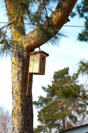 Self made Nesting box hanged on the pine-treeの写真素材