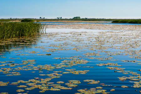 Water plants in Volga mount, Astrakhan region of Russiaの写真素材
