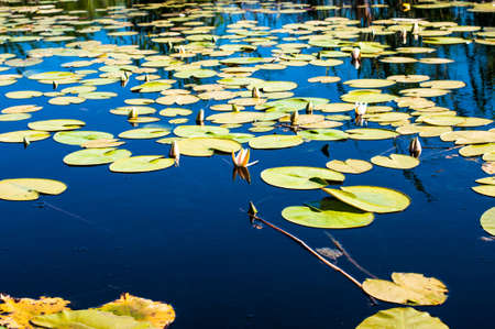 Water plants in Volga mount, Astrakhan region of Russiaの写真素材