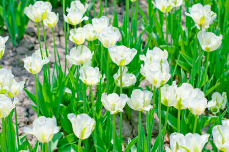 Spring view of garden, with blooming tulips in the foregroundの写真素材