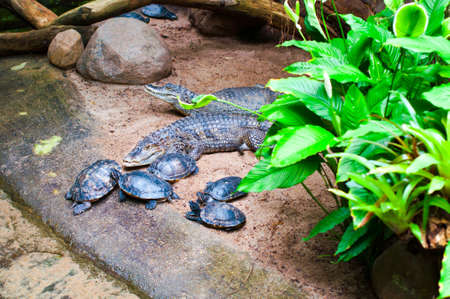 Crocodile and group of turtles in Berlin Zoo.の写真素材