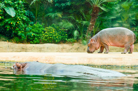 Hippopotamus mother and a baby in Berlin Zooの写真素材
