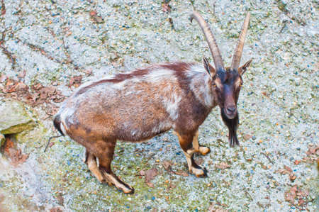 image of a mountain goat in Berlin Zooの写真素材