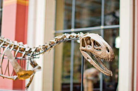Dinosaur skeleton in museum with yellow bonesのeditorial素材