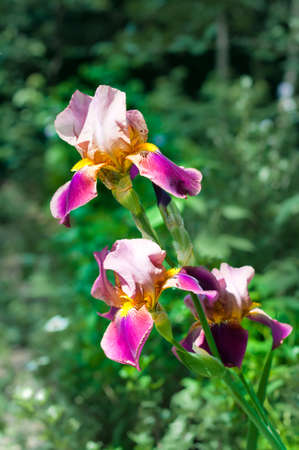 Royal iris, unguicularis type, purple graden flowerの写真素材