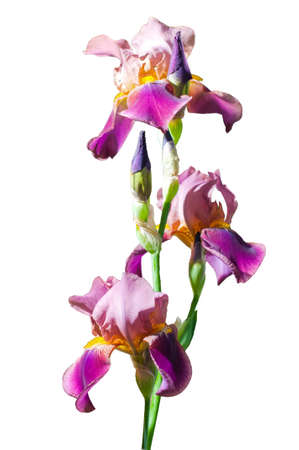 Royal iris, unguicularis type, purple graden flower . On white.の写真素材