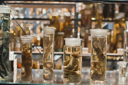 Fish specimens, kept in jars along with ethanol to preserve themの写真素材