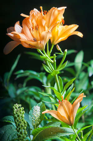 Three orange lilies on the dark backgroundの写真素材